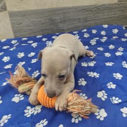 Fiore - Fawn female Italian Greyhound puppy in Duncanville, Texas from Oremor's