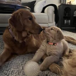 Golden Retriever Puppies from Washington Lakeside Goldens