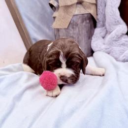 Pink girl - White and liver female English Springer Spaniel puppy in Cleburne, Texas from Powers English Springer Spaniels