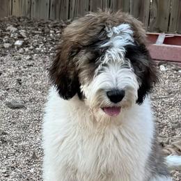 Shiloh - Brown and white male Saint Berdoodle puppy in San Antonio, Texas from Mammoth Doodles
