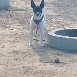 Tiki - Rat Terrier