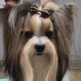 Biewer Terriers and Shih Tzus from Miralan Shih Tzu/ Biewer Terrier