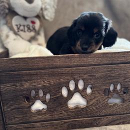 Mimi - Black and tan female Dachshund puppy in Franklin, Tennessee from Wendy's Weenies