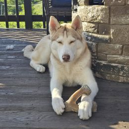 Siberian Husky puppies from Wild and Wonderful Siberian Huskies
