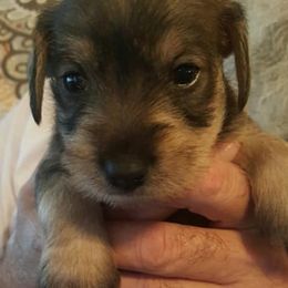 Miniature Schnauzers from Kelly's Miniature Schnauzers