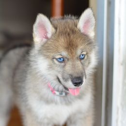 Siberian Husky Puppies from SoFlo Siberians