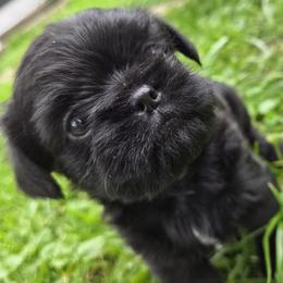 IzzyBelle - Black female Brussels Griffon puppy in Croswell, Michigan from Pine Haven Brussels Griffons LLC