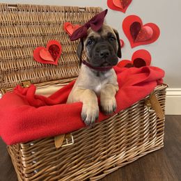 Great Dane Puppies from Lazuli Great Danes