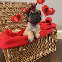 Great Dane Puppies from Lazuli Great Danes