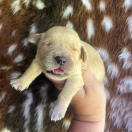Gold collar - Golden male Golden Retriever puppy in Jesup, Georgia from Painted Platinum Retrievers (Painted Platinum Kennel) PPK