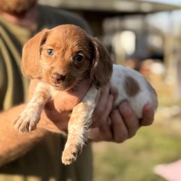 Bobbi - Dapple female Dachshund puppy in Marshfield, Missouri from WH Hounds