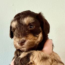 Chewie - Liver male Miniature Schnauzer puppy in Warrenton, Oregon from Tiny Shadow Schnauzers