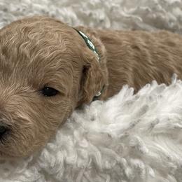 Goldendoodle Puppies from Angel’s Goldendoodle Pups