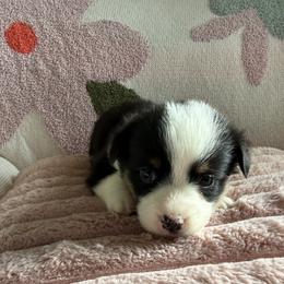 Briar - Black and tan male Pembroke Welsh Corgi puppy in Paxton, Illinois from McGovern Family Corgis