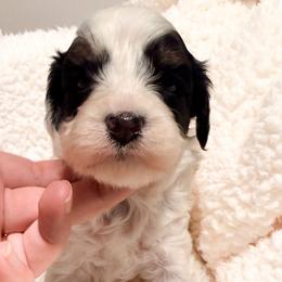 T.L - Apricot male Cavapoo puppy in Redding, California from O’Hara  Doodles