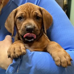 Rhodesian Ridgeback Puppies from Courage Rhodesian Ridgebacks