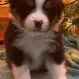 Australian Shepherd Puppies from Black Diamond Show Dogs & Tomahawk Aussies