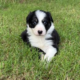 Tri girl 1300 - Black and white female Border Collie puppy in Nashville, Arkansas from Whisenhunt Farms