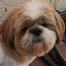 Kobe - Shih Tzu