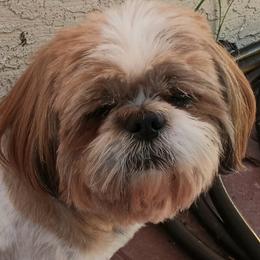 Kobe - Shih Tzu