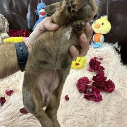 Dachshund Puppies from Gulfishan Kennels