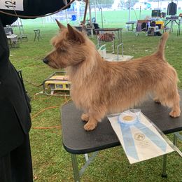 Australian Terrier All Grown Up from Merrigang Australian Terriers