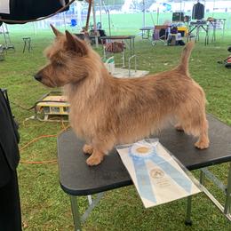 Australian Terrier All Grown Up from Merrigang Australian Terriers