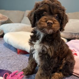 Jewel - Brown white and tan female Cockapoo puppy in Williamston, South Carolina from Sassy Bob’s Dogs