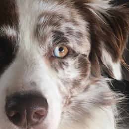 Australian Shepherds from Sullivan Australian Shepherds