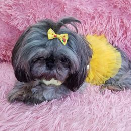 Margarita - Shih Tzu