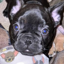 French Bulldog Puppies from Nuthin’ But Frenchies