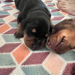 Girl 6 - Black and rust Doberman Pinscher puppy in Jefferson Township, New Jersey from Tristel Dobermans