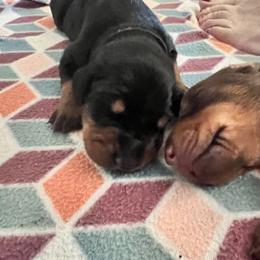 Girl 6 - Black and rust Doberman Pinscher puppy in Jefferson Township, New Jersey from Tristel Dobermans