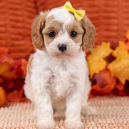 Cavapoo, Cockapoo, Maltipoo, and Poodle Puppies from My Doodle Puppy