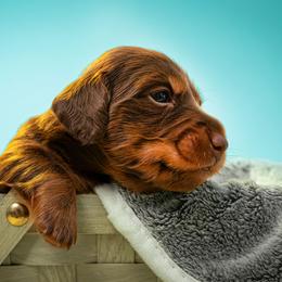 Dachshund and French Bulldog Puppies from Slinky Doxie 305