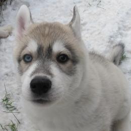 Silo - Gray and white female Siberian Husky puppy in Middlebury, Vermont from Rebel Huskys