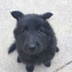 Belgian Sheepdog and Golden Retriever Puppies from Mi-Kels Belgians and Goldens