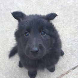 Belgian Sheepdog and Golden Retriever Puppies from Mi-Kels Belgians and Goldens