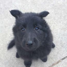 Belgian Sheepdog and Golden Retriever Puppies from Mi-Kels Belgians and Goldens