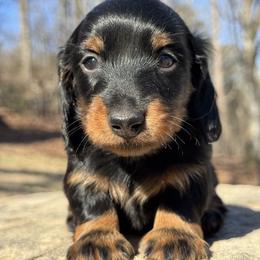 Phantom 3200 - Black and tan male Dachshund puppy in Steele, Alabama from Taylored Dachshunds