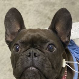 French Bulldogs and Poodles from KAI Kennels