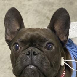 French Bulldogs and Poodles from KAI Kennels