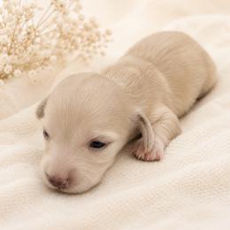 Scary - Cream female Dachshund puppy in Sebring, Florida from Mini Weenies