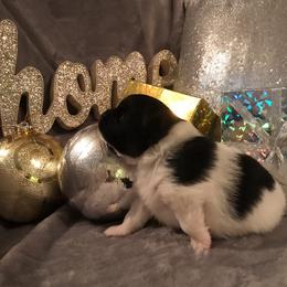 AKC CKC girl Nastya - Black parti female Pomeranian puppy in Taylor, Texas from Regal Poms