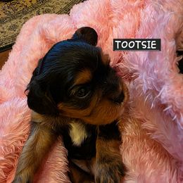 TOOTSIE - Black and tan female Cavalier King Charles Spaniel puppy in Lehi, Utah from Angels and Nobility Cavaliers