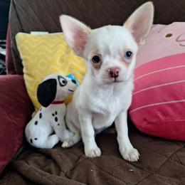 Boy 2 - White male Chihuahua puppy in Haines City, Florida from Kassafina Kennel