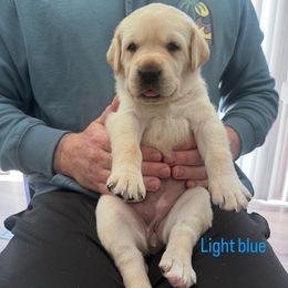 Light blue - Yellow female Labrador Retriever puppy in Temecula, California from Oak Valley Labradors