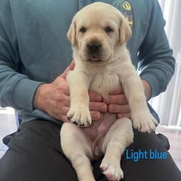Light blue - Yellow female Labrador Retriever puppy in Temecula, California from Oak Valley Labradors