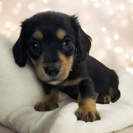Black and tan female - Black and tan female Dachshund puppy in Glen St Mary, Florida from Little Pawz, LLC