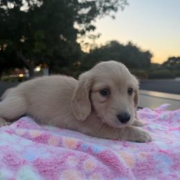 Rosie - Cream female Dachshund puppy in Fairfield, California from Dawson Creek Doxies